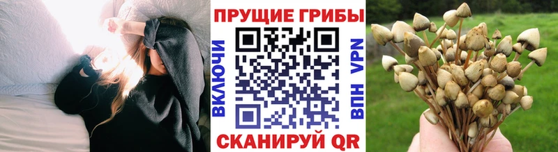 наркотики  Шлиссельбург  Галлюциногенные грибы Psilocybe 